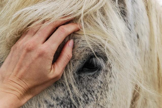 Blogga om hästar